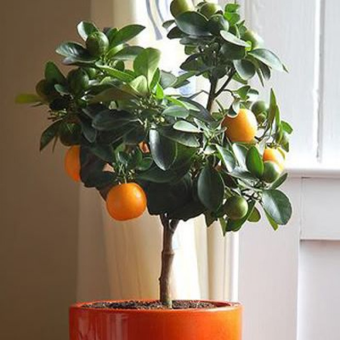 Mandarin in ghiveci
